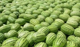 热门大瓜有哪些